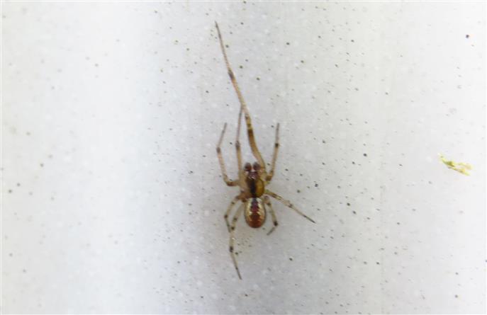 Theridiidae: Kochiura aulica, maschio - Costa de Caparica (Portogallo)